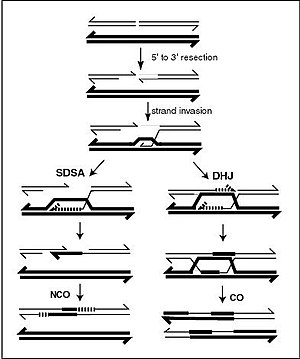 A current model of meiotic recombination, initiated by a double-strand break or gap, followed by pairing with an homologous chromosome and strand invasion to initiate the recombinational repair process. Repair of the gap can lead to crossover (CO) or non-crossover (NCO) of the flanking regions. CO recombination is thought to occur by the Double Holliday Junction (DHJ) model, illustrated on the right, above. NCO recombinants are thought to occur primarily by the Synthesis Dependent Strand Annealing (SDSA) model, illustrated on the left, above. Most recombination events appear to be the SDSA type. Homologous Recombination.jpg