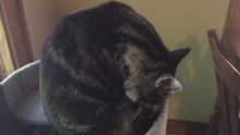 File:Housecat Grooming Itself.webm