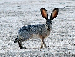 Jackrabbit Picture