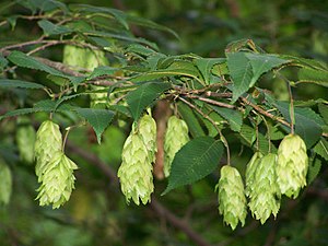 Carpinus japonica