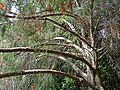 Juniperus cedrus (2012). 
 jpg