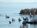 Кадрави пеликани на езерото