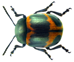 Labidomera clivicollis (Kirby, 1837) (6234504416).png