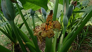 Philodendron bipinnatifidum