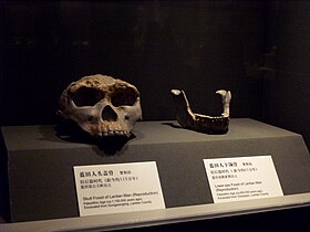 Homem de Lantian, crânio e maxilar (réplicas), no Shaanxi History Museum, Xian