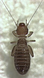 Miniatura para Liposcelididae