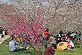 大連人は桜の下で飲食