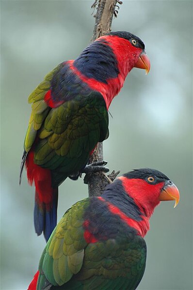 398px-Lorius_lory_-two_on_a_branch.jpg