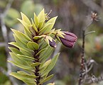 Lysimachia daphnoides