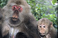 Tibeti makákók (Macaca thibetana)