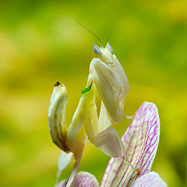 Orchidee-bidsprinkhaan