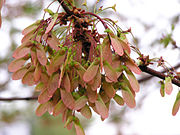 Samaras from a specimen in Milford, New Hampshire