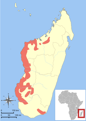 Description de l'image Microcebus murinus range map.svg.