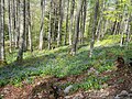 Jacinthes des Pyrénées recouvrant les sous-bois du versant nord.