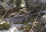 Miniatura para Caprimulgus poliocephalus