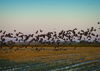 Rice field in Sacramento Valley, California with geese flying over it