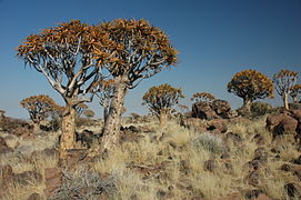 Mai 2007:Köcherbaum (Aloe dichotoma) im Köcherbaumwald (Quivertree Forest). (Namibia)