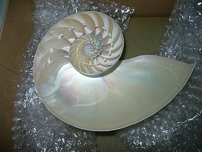 Sezione di conchiglia di Nautilus attuale. Sono visibili le camere, delimitate da setti con colletti settali ortocoanitici. Gli anelli di connessione, cilindrici e tubolari, sono conservati nei giri interni. Visibile anche il decorso dell'inserzione dei setti nella parete esterna, con andamento sinuoso in cui sono riconoscibili la sella ventrale e il lobo laterale.