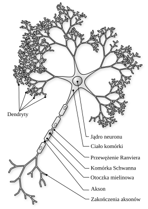 http://upload.wikimedia.org/wikipedia/commons/thumb/6/6d/Neuron-figure_PL.svg/300px-Neuron-figure_PL.svg.png