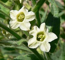 Nicotiana obtusifolia em flor.