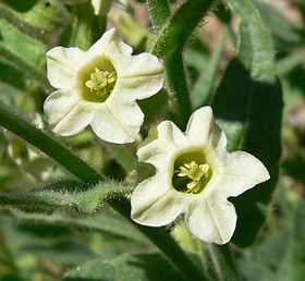 Nicotiana obtusifolia em flor