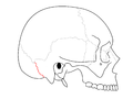 Miniatura para Sutura occipitomastoidea