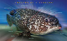 Anatomy of a grouper Only today I got to know this Fish better! What about you%3F (3852325083).jpg