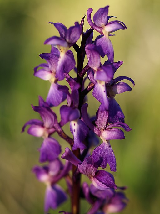 Orchis mascula (flowers)