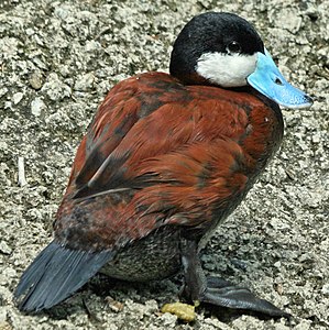 Raţa jamaicană (Oxyura jamaicensis) primăvara are penajul castaniu