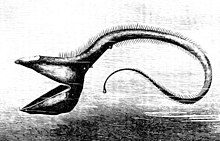 The umbrella mouth gulper eel can swallow a fish much larger than itself PSM V23 D086 The deep sea fish eurypharynx pelecanoides.jpg