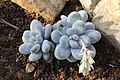 Pachyphytum oviferum