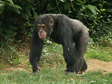 Un chimpanzé qui marche à quatre pattes