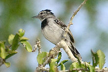 Halvmånemaursmett, Herpsilochmus pectoralis Foto: Arthur Grosset