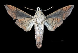 Perigonia lusca f. interrupta Male ventral view