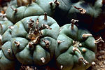 Miniatura para Lophophora williamsii