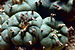 Lophophora