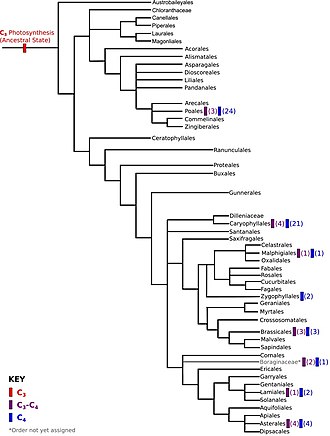 Angiosperm phylogeny of orders based on classification by the Angiosperm Phylogeny Group. The figure shows the number of inferred independent origins of C3-C4 photosynthesis and C4 photosynthesis in parentheses. Phenotypic-landscape-inference-reveals-multiple-evolutionary-paths-toC4-photosynthesis-elife00961fs002.jpg