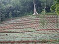 09:08, 23 ജൂലൈ 2012-ലെ പതിപ്പിന്റെ ലഘുചിത്രം