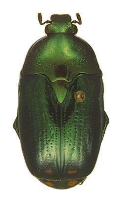 Poecilopharis uniformis ssp. female