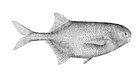 Pollimyrus isidori