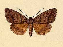 Ptichodes herbarum