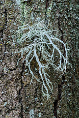 Ramalina farinacea, espèce toxicotolérante dont les spécimens de zones polluées sont plus courts et vert foncé.