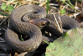 Пятнистоголовая коричневая змея