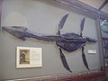 Skamenelina plesiosaura s plaketou Mary Anningovej