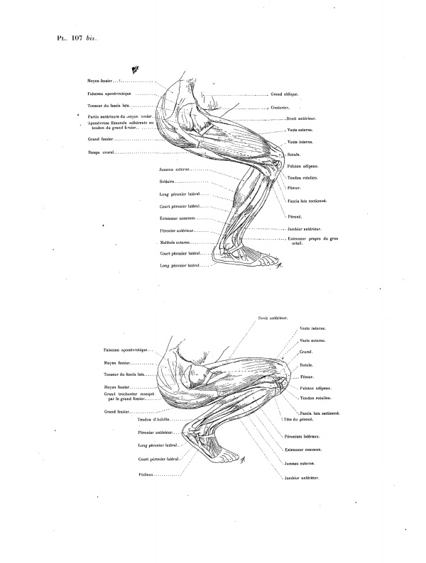 MOUVEMENTS MEMBRE INFÉRIEUR (SUITE) Pl. 107 bis