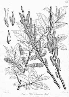 Description de l'image Salix wallichiana Bra61.png.