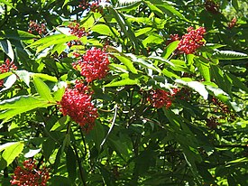 Terttuselja (Sambucus racemosa)