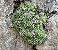 Saxifraga aretioides 2 (Picos).JPG