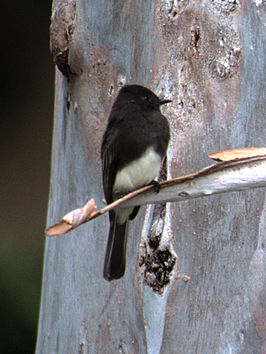 Zwarte phoebe