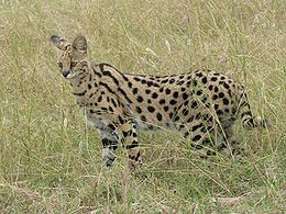 260px Serval in Tanzania